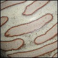  dappled / spotted / striped glaze 