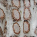  dappled / spotted / striped glaze 