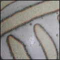 dappled / spotted / striped glaze 