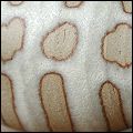  dappled / spotted / striped glaze 